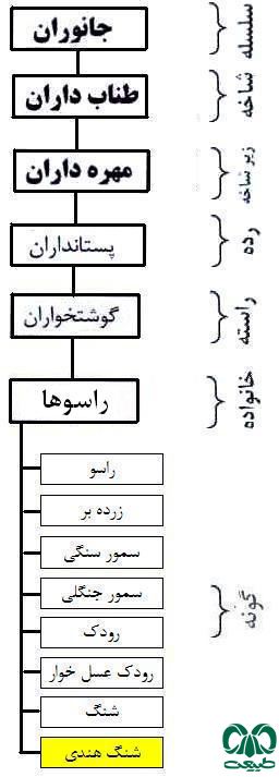 طبقه بندی گونه شنگ هندی از خانواده راسوها طبقه بندی گونه شنگ هندی